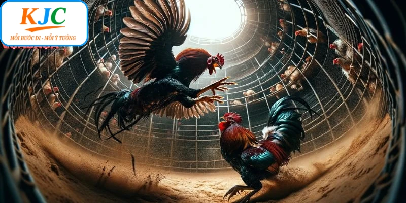 Xem Trực Tiếp Đá Gà Thomo Kịch Tính Trên Nền Tảng KJC